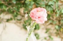 pink rose
